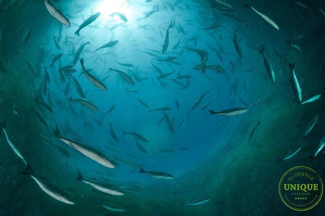 An Unforgettable Day With Fish, Wine and Olive Oil Tasting - Price And Value: Is $79.82 Worth It?