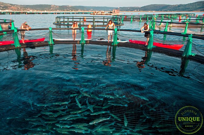 An Unforgettable Day With Fish, Wine and Olive Oil Tasting - Should You Book It?