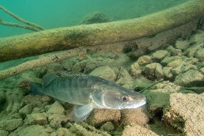Diving Bled - Spot One: The Island Area, When the Lake Turns Into a Fish Highway