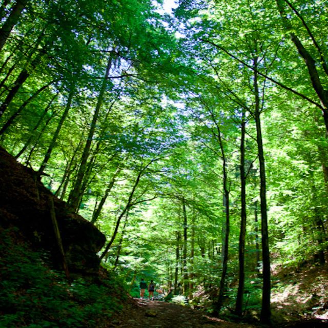 From Bled: Half-Day Pokljuka Gorge Trail Hike (Private) - Stairs and Uneven Ground: The One Thing You Should Plan For