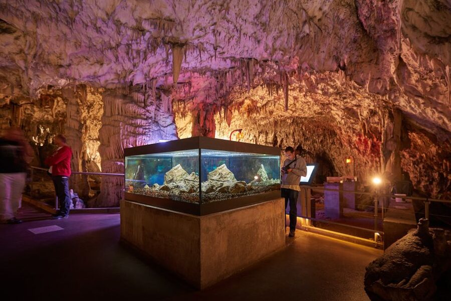 From Ljubljana: Lake Bled & Postojna Cave with Entry Tickets - Postojna Cave: why the underground train feels like the whole point