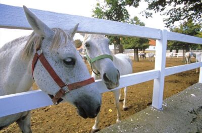 Lipica Stud Farm and Piran Full-Day Tour