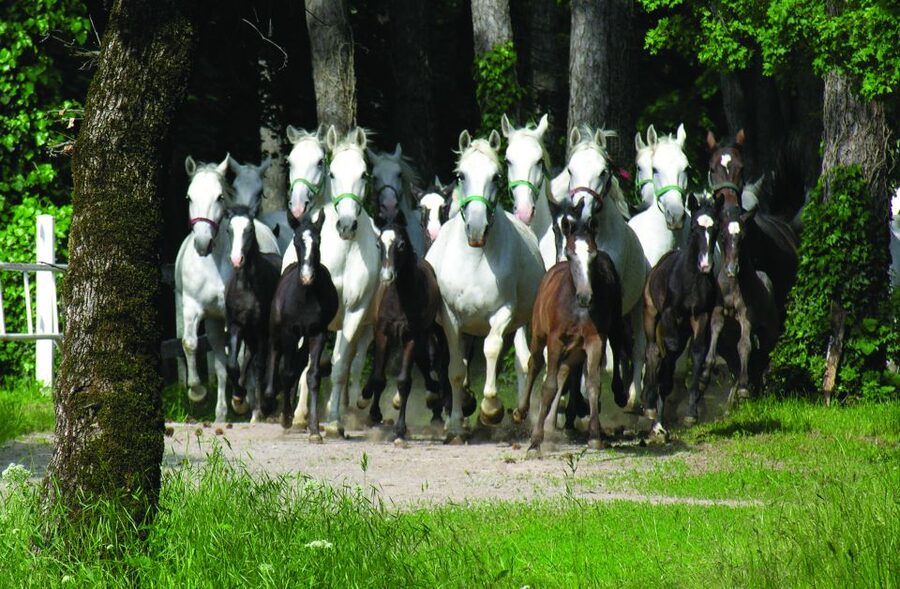From Ljubljana: Lipica Stud Farm and Piran Full-Day Tour - Walking, Weather, and Practical Stuff That Actually Matters