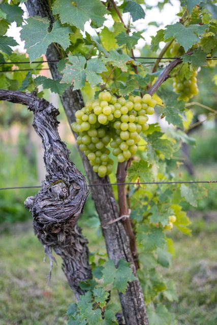 From Ljubljana: Vipava Valley Wine Express Tour - Small practical tips to make the day smoother