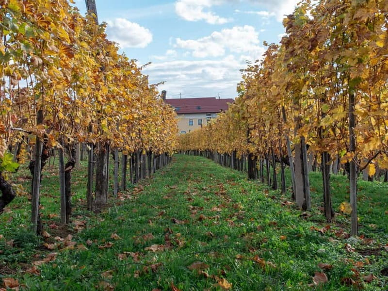 From Ljubljana: Vipava Valley Wine Express Tour - What to expect at the wineries: how the stops feel