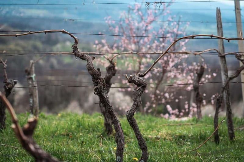 From Ljubljana: Vipava Valley Wine Express Tour - Who should book this Vipava Valley Wine Express tour?
