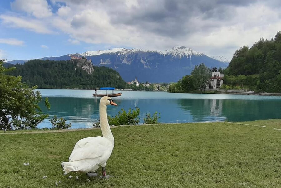 From Zagreb: Day Trip to Lake Bled and Ljubljana - Price and value: what $237 buys you (and why it can be fair)