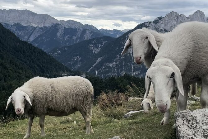 Full-Day Triglav National Park Tour from Ljubljana - Zelenci Nature Reserve: The Sava River Spring, Not Just a Pretty Stop