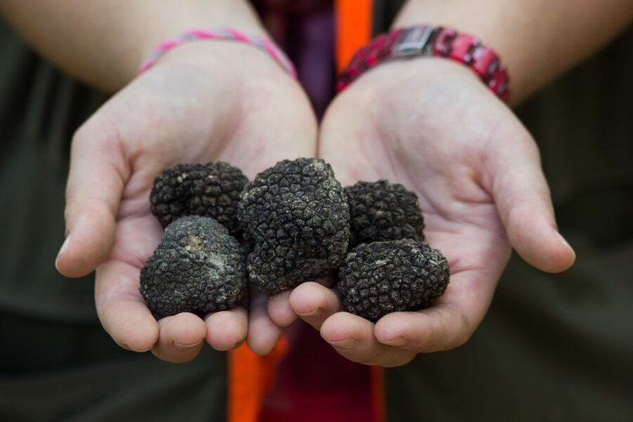 Gažon to Istria: Truffle Hunting, Cooking & Tasting - Key Highlights You Will Actually Remember