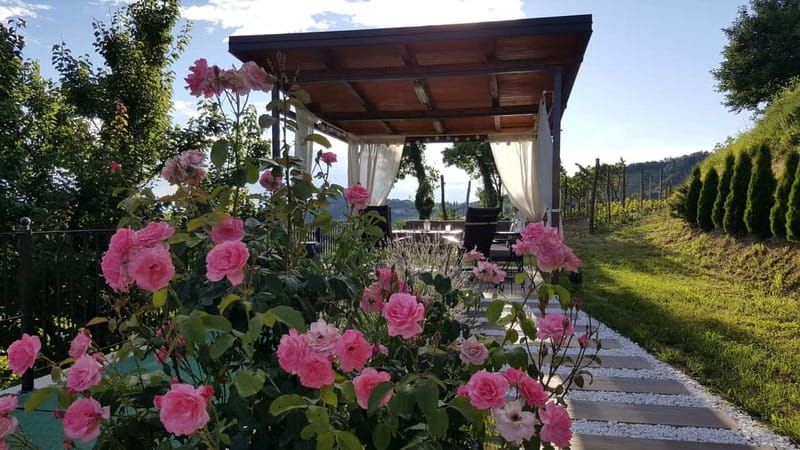 Goriška Brda: Wine Tasting with Local Snacks - Goriška Brda Wine Tasting at Pintar: What Makes It Worth Your Time