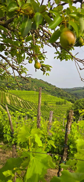 Goriška Brda: Wine Walk and Tasting - Key highlights worth centering your day on