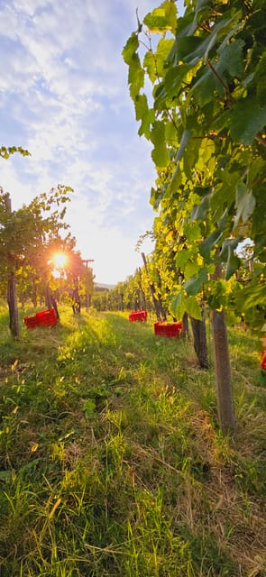 Goriška Brda: Wine Walk and Tasting - The vineyard walk: 30 minutes of vines, views, and the vine life cycle