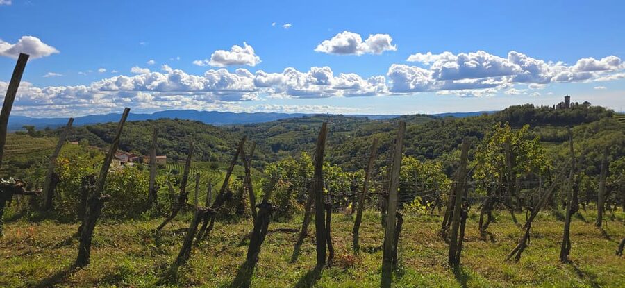 Goriška Brda: Wine Walk and Tasting - Pintar Wine Estate, and why the owner-led approach feels different