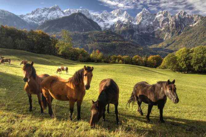 Horse Riding in Bled - The ride pace, what the guide actually does, and why it helps