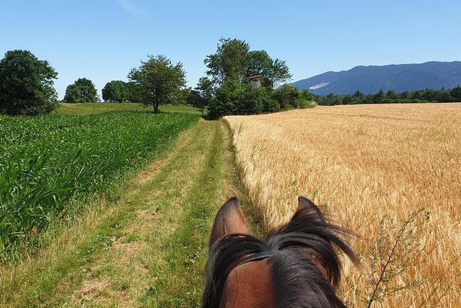 Horseback Riding In Bled - Guides and small surprises: why the human touch matters