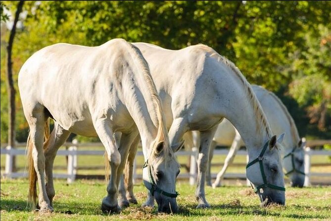 Lipica stud farm and Piran Tour from Ljubljana - Practical Tips for a Better Day in Piran and Lipica