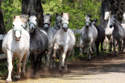 Lipica Stud Farm and Skocjan Caves from Portoroz