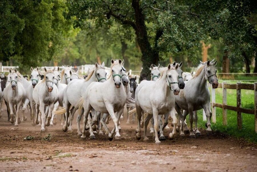 Lipica Stud Farm and Škocjan Caves from Trieste - Key things I’d underline before you go