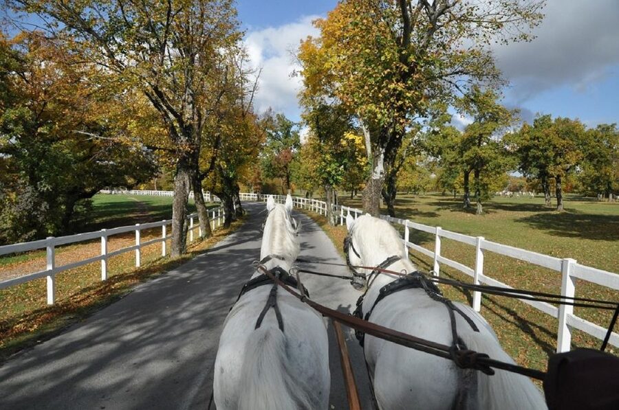 Lipica Stud Farm and Škocjan Caves from Trieste - English guide plus real-world pacing