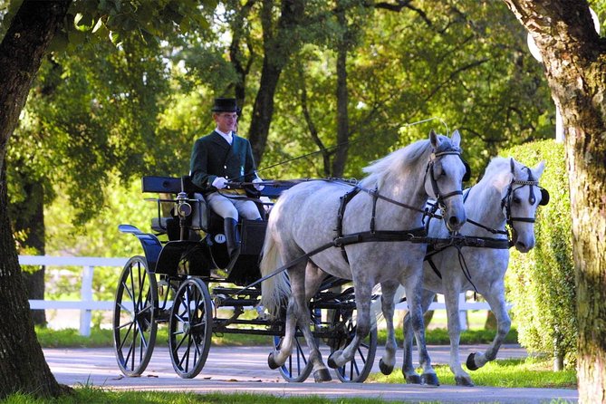 Lipica Stud Farm- Private Experience from Koper - Key highlights at Lipica from Koper