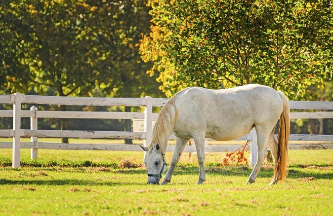 Lipica Stud Farm- Private Experience from Koper - A 4-hour Lipica day that starts at your cruise terminal