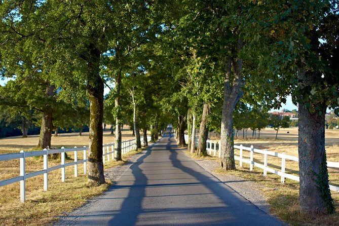 Lipica Stud Farm- Private Experience from Koper - Stop 3: Trieste city drive on the way back to Koper
