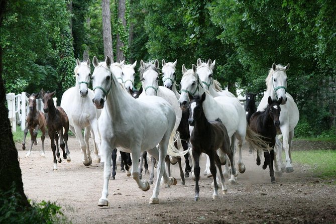 Lipica Stud Farm- Private Experience from Koper - Price and value for a private Lipica group day