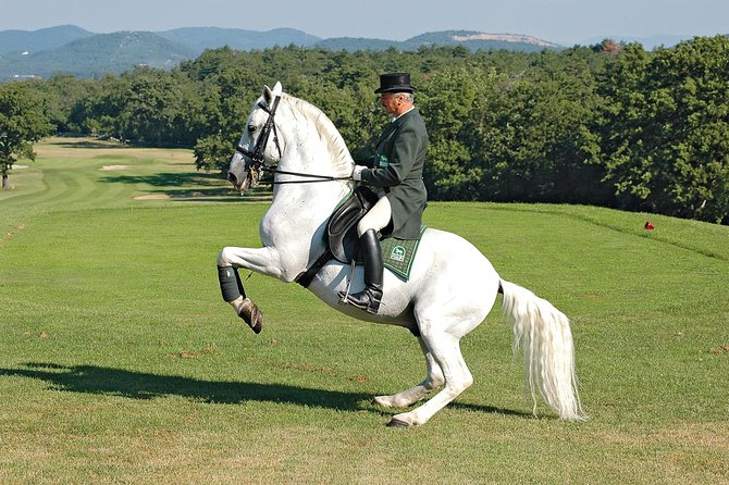 Lipica Stud Farm- Private Experience from Koper - Practical tips for a smoother Lipica visit