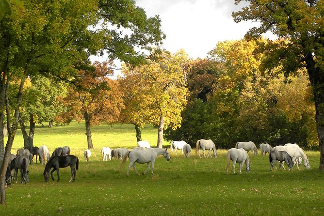 Lipica Stud Farm- Private Experience from Koper - Stop 1: The drive from Koper, with history on the ride