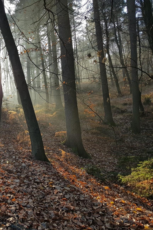 Ljubljana: Green tour and forrest personal experience - Key highlights in plain terms