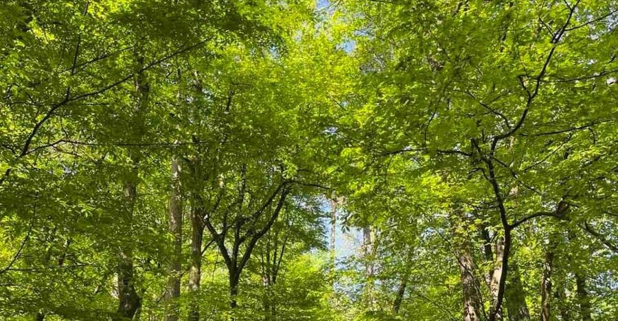 Ljubljana: Green tour and forrest personal experience - Moderna Galerija Meet-Up: Easy Start, Clear Expectations