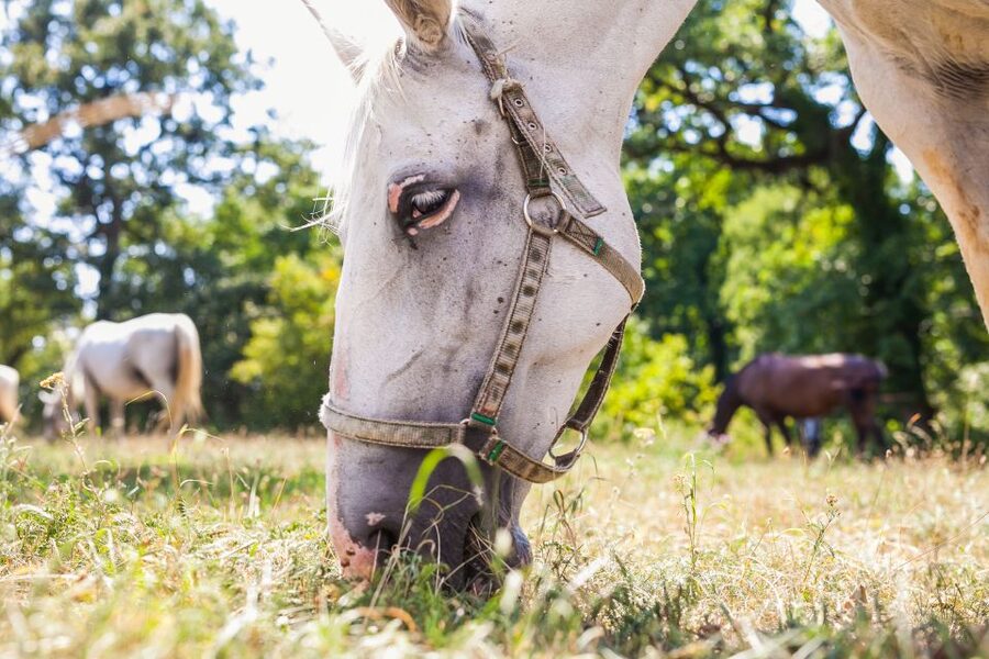 Ljubljana: Karst & Coast Full-Day Trip - Lipica and the Lipizzaner: seeing horses where they live