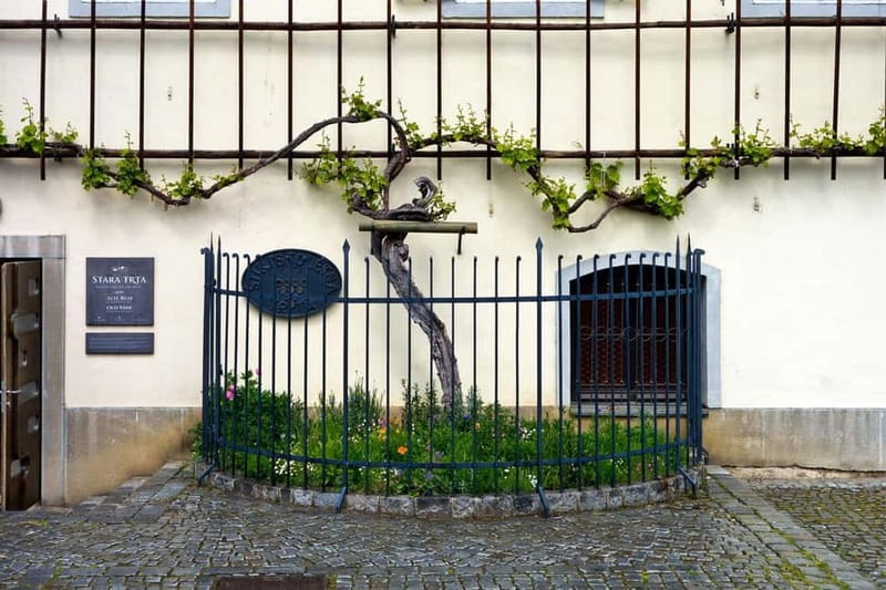 Maribor & Styria Tour with Wine Tasting - Maribor on the Drava River: the old vine city feel