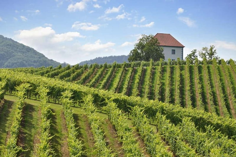 Maribor & Styria Tour with Wine Tasting - Wine stops: Vinag 1847 cellar plus the oldest vine experience