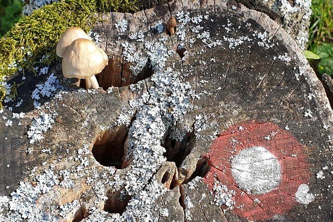 MUSHROOM FORAGING TOUR in sLOVEnia - Key highlights you’ll actually care about