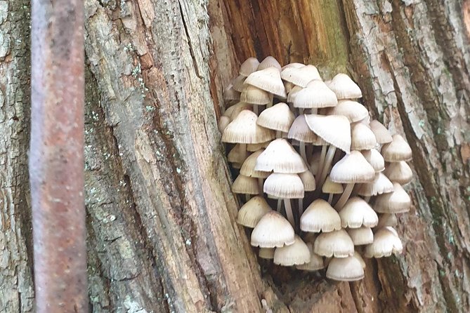 MUSHROOM FORAGING TOUR in sLOVEnia - A forest walk turned into mushroom identification skills