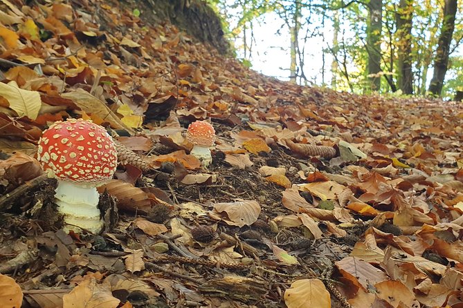 MUSHROOM FORAGING TOUR in sLOVEnia - The field lessons that make the tour worth it