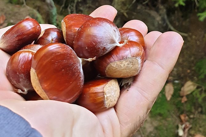 MUSHROOM FORAGING TOUR in sLOVEnia - Private feel, English guidance, and the human touch