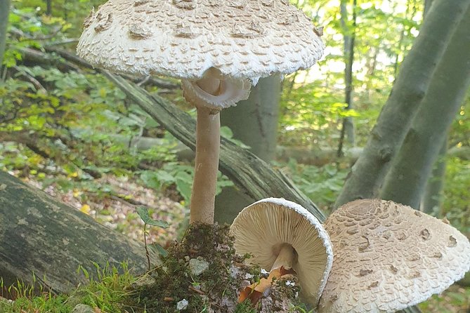 MUSHROOM FORAGING TOUR in sLOVEnia - Packing and comfort tips for a forest foraging morning