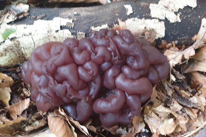 MUSHROOM FORAGING TOUR in sLOVEnia - Price and value: what $264.35 buys you, and what it does not