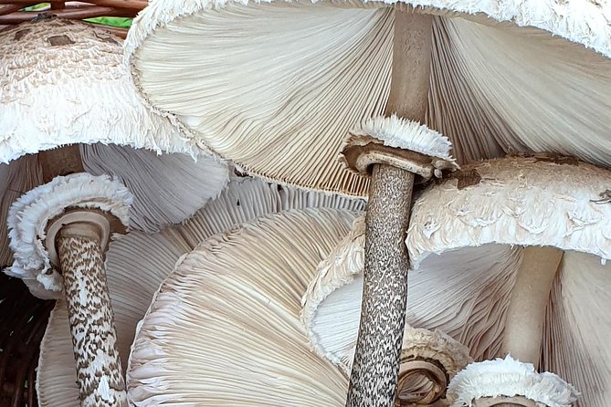 MUSHROOM FORAGING TOUR in sLOVEnia - Where you start at Morostig Hiša narave in kolišč