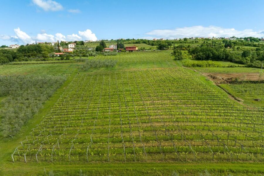 Olive Oil Tasting a Journey of Flavors and Aromas - A 15-minute escape from Koper to Marezige’s olive groves