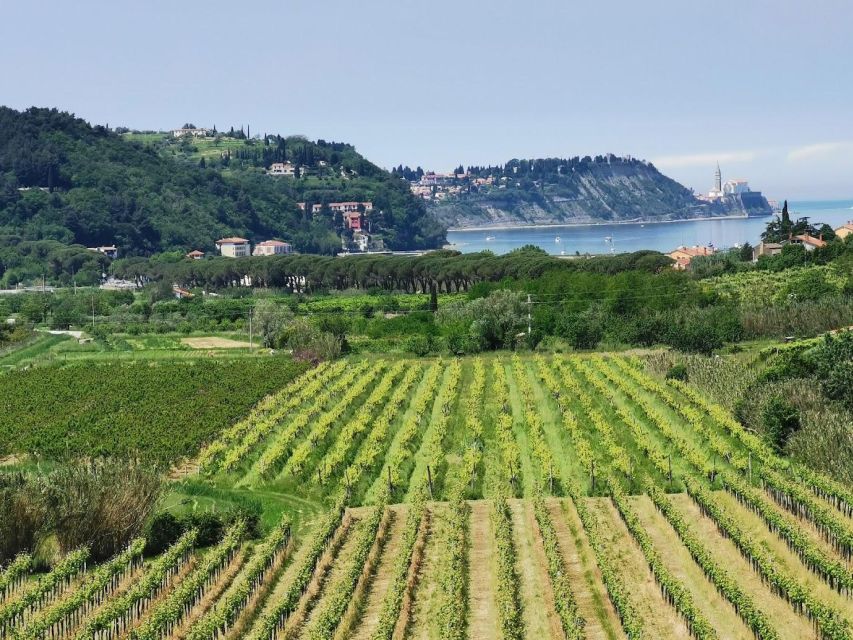 Piran: 5-Course Boutique Food Tour with Electric Bikes - Prosciutto, gnocchi, white fish, and the wines of the coast
