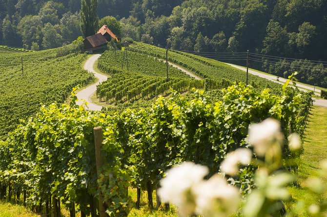 Private Maribor, Ptuj & Wine Road from Ljubljana - Ptuj Castle: the view from Slovenia’s oldest town