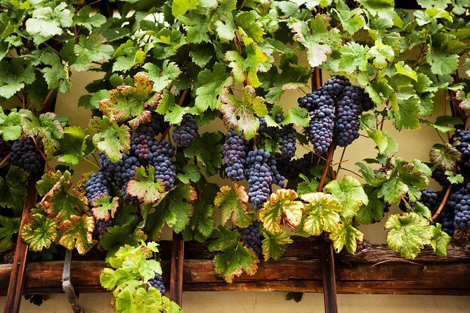 Private Maribor, Ptuj & Wine Road from Ljubljana - What is included, and what you should budget