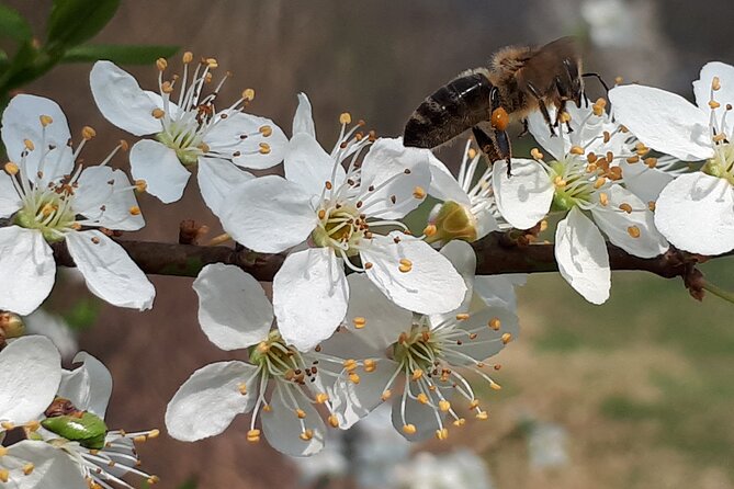 Private Tour in Kamnik - Mammoth - Farmhouse and Organic Farm - Organic farm Vodiskar: ecoshop, animals, and the egg moment