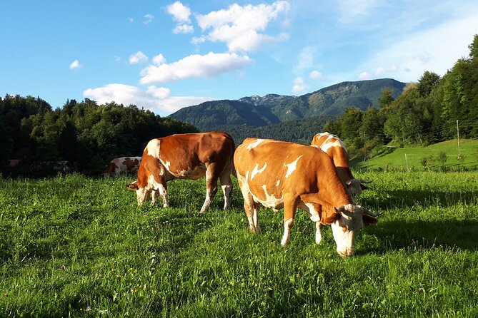 Private Tour in Kamnik - Mammoth - Farmhouse and Organic Farm - Price and value: what you get for about $50 per person