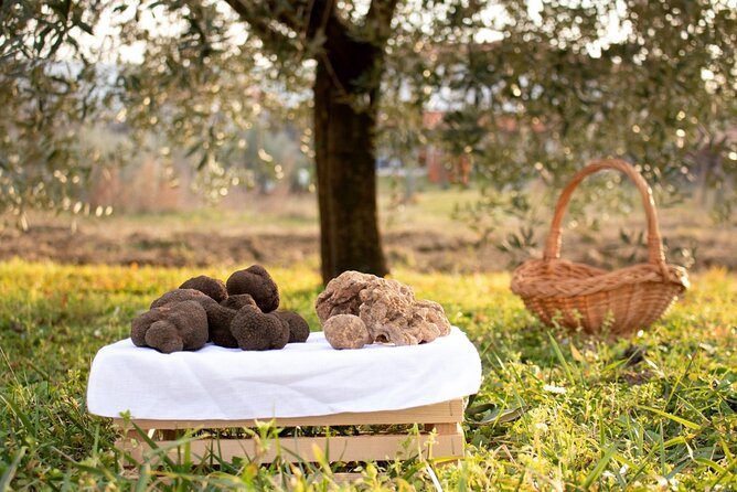Private Truffle Hunting in Slovenia with meal - Zdenko Tartufi - Meeting Zdenko Tartufi and the dog-led start at Kozloviči 10c