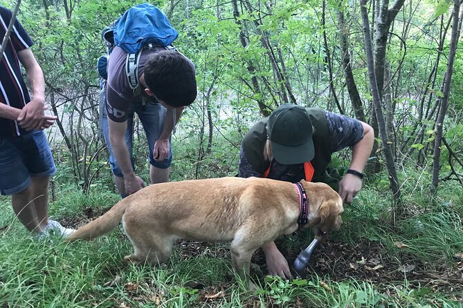 Private Truffle Hunting in Slovenia with meal - Zdenko Tartufi - The forest lesson: what you should watch for during the walk
