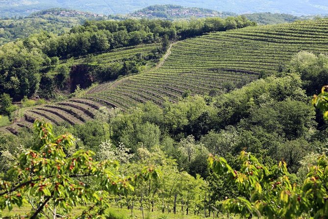 Secret vineyards E-bike tour - Wine Tasting Included: Secret Wine Plus Zelen and Pinela